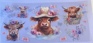 Animals- Cows