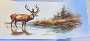 Animals- Deer